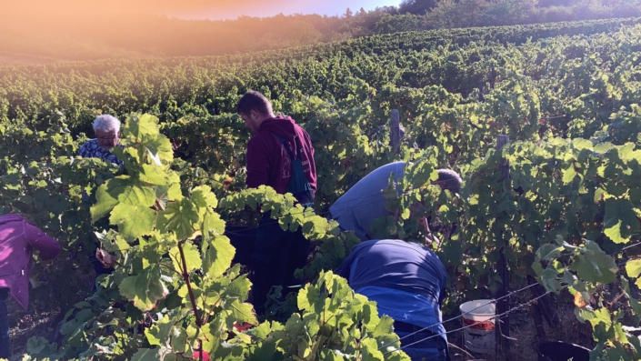 Weingut Fleck-Reich